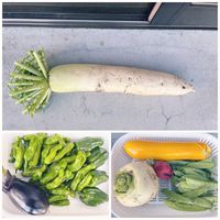 ナス,ピーマン,大根,ラディッシュ,カブの画像