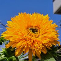 ヒマワリ,向日葵,セダム乙女心,ｾﾀﾞﾑ,ﾊﾟｰﾌﾟﾙﾍｲｽﾞの画像