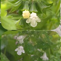 レモンバーム,小さな花,無農薬栽培,SDGs,心に笑顔の花をの画像