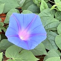 ノアサガオ,お出掛け先,可憐な花,明日はきっと良い日になる,ワクワクの花たちの画像