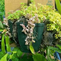 セダム,花のある暮らし,みどりのある暮らし,多肉植物の寄せ植え♡,穏やかな時間の画像