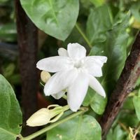 茉莉花,平和を願う☆,小さいものクラブ,白い水曜日♡,2019年同期の画像