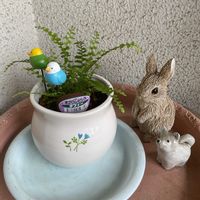 ペチュニア,ヤブカンゾウ,ネフロレピシス  ダフィー,ヤブカンゾウ（藪萱草),挿し芽の画像