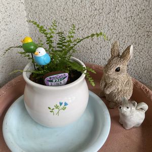 ペチュニア,ヤブカンゾウ,ネフロレピシス  ダフィー,ヤブカンゾウ（藪萱草),挿し芽の画像