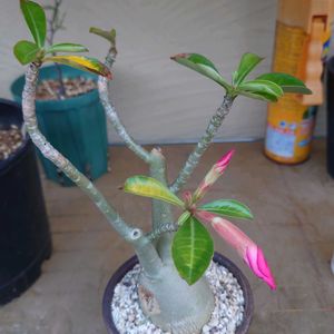 多肉植物,塊根植物,開花,コーデックス,多肉生活の画像