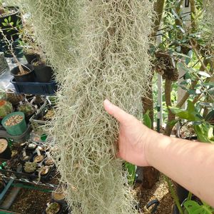 ウスネオイデス,多肉植物,エアプランツ,開花,多肉生活の画像