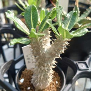 多肉植物,塊根植物,コーデックス,多肉生活,珍奇植物の画像