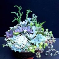 プロリフェラ,黄金細葉万年草,ビアーポップ,モリムラマンネングサ,パールフォンニュルンベルグの画像