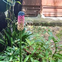 コンニャク,田舎暮らし,花のある暮らし,no green no life,家庭菜園の画像