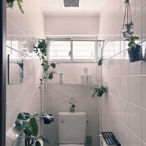 モンステラ,アイビー,ウスネオイデス,ビカクシダ,リプサリスの画像