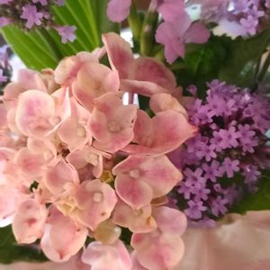 日当たり良好,挿し木で大きくなる,キッチンの画像