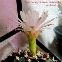 サボテン,ハナキリン,胡蝶蘭,牡丹玉,ユーフォルビア ミリーの画像