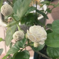 プルメリア,アラビアン　ジャスミン,茉莉花,夏の花,庭の画像