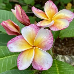 プルメリア,プルメリア,温室,熱帯植物,常緑の画像