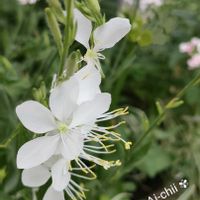ガウラ,ガウラ,サルビア,ニチニチソウ,バーベナの画像