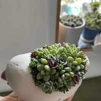 多肉植物寄せ植え,多肉植物のある暮らし,ちまちま寄せ,多肉女子,多肉植物が好きな人と繋がりたいの画像