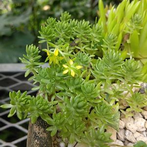 セダム,鉢植え,可愛い〜♡,今日のお花,チーム岐阜の画像