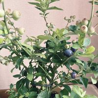 エア プランツ,寄せ植え,多肉植物,観葉植物,小さな花壇の画像