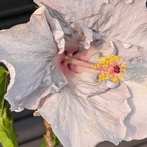 鉢植え,大好きな花,花のある生活,可愛い花,元気に育ての画像
