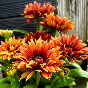 ルドベキア,鉢植え,癒し,好きな色,心ほっこりの画像