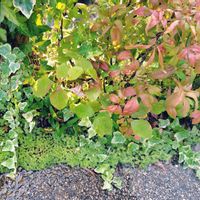 セダム,ヘデラ,アイビー（ヘデラ）,オタフクナンテンの画像