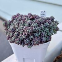 パープルヘイズ,紅葉する多肉,多肉初心者,多肉植物のある暮らしの画像