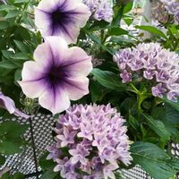 寄せ植え,ベランダの画像