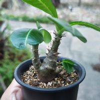 パキポディウム,パキポディウム・ウィンゾリー,多肉植物,観葉植物,塊根植物の画像