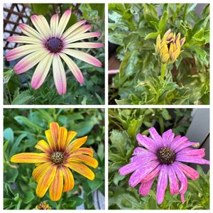 オステオスペルマム,鉢植え,きれい,鮮やかな色,花のある暮らしの画像