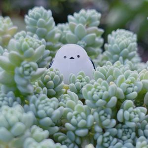 セダム,セダム属 マジョール,多肉植物,セダム属,リメイク鉢の画像