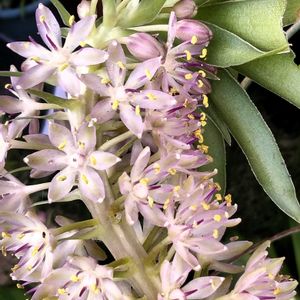パイナップルリリー,鉢植え,夏の花,花が好き,初めて育てるの画像