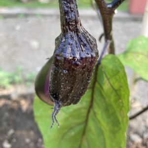 ナスの画像