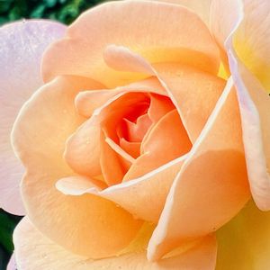 バラ　GDルイーズ,バラ　GDルイーズ,鉢植え,やっと咲いた〜♡,花のある暮らしの画像