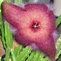 スタペリア,つぼみ！！,多肉植物,綺麗な色♡,花のある暮らしの画像