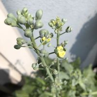 茎ブロッコリー,ビギナー野菜,野菜成長記録,家庭菜園,ベランダの画像
