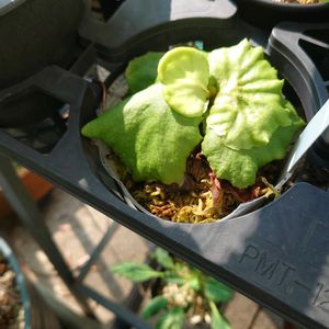 珍奇植物,植中毒,バルコニスト,カッコイイ‼,ベランダの画像