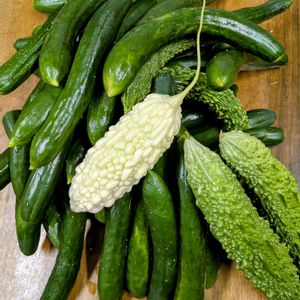 キュウリ,白ゴーヤ,自家製野菜,家庭菜園の画像