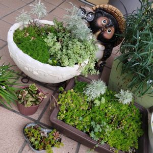 鉢植え,可愛い,冬越し,癒やし系,日当りの画像