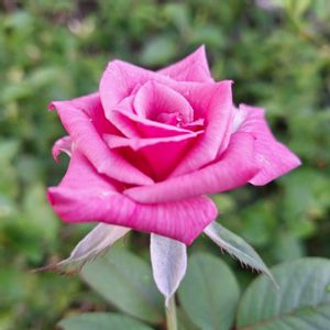 鉢植え,バラを楽しむ,咲いてくれてありがとう❤,おうち園芸,小さな庭の画像
