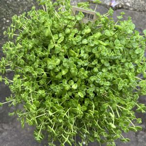 セダム,多肉,鉢植え,花のある暮らし,ガーデ二ングの画像