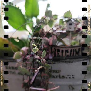 ハートカズラ斑入り《レディハート》,リトルミッシィ,多肉植物,鉢植え,多肉植物寄せ植えの画像