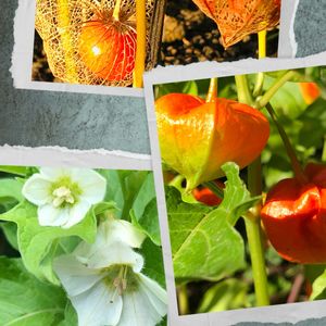 ホオズキ,ホオズキ,山野草,庭の花,花のある暮らしの画像