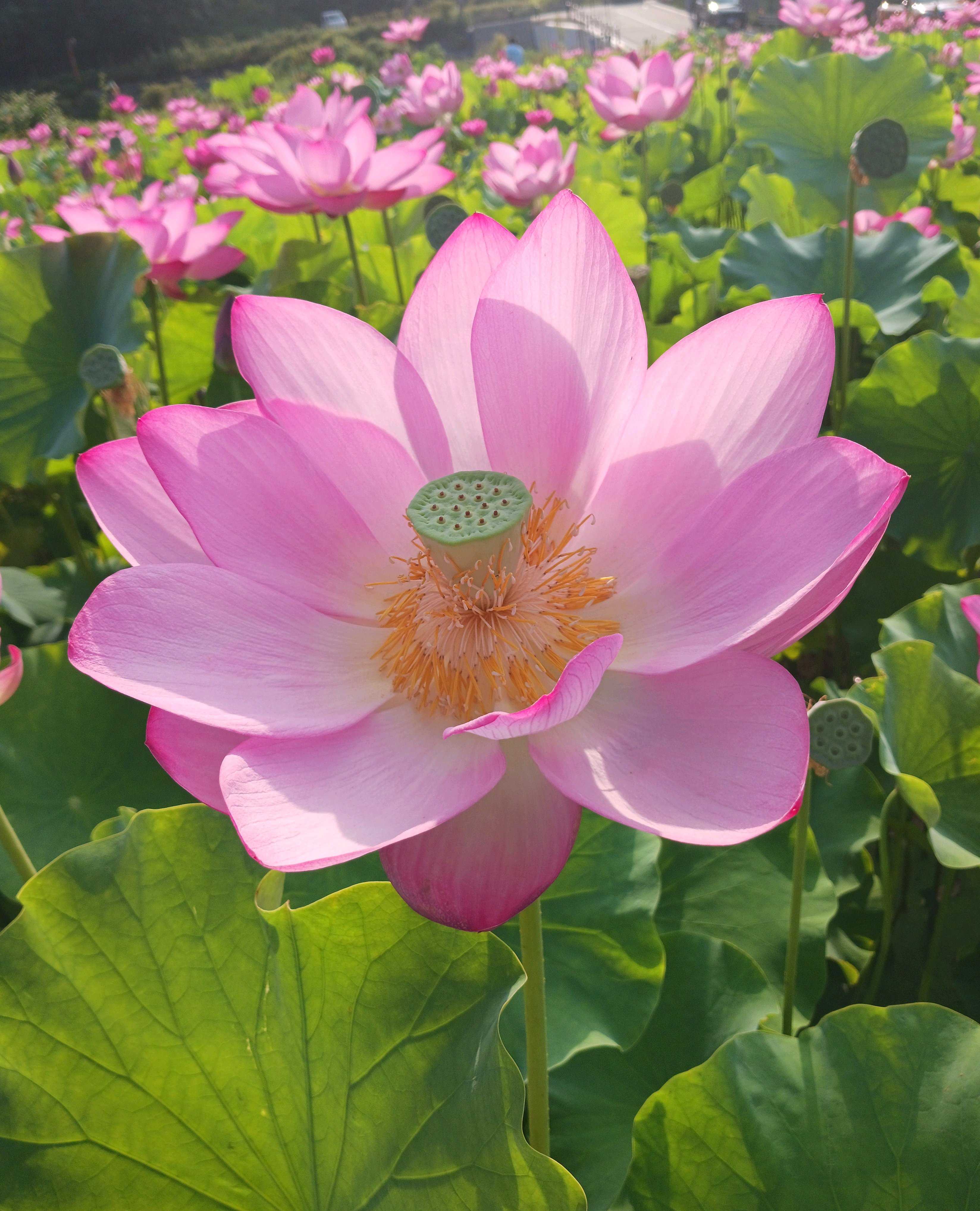 大賀蓮(古代蓮)の一覧｜🍀GreenSnap（グリーンスナップ）