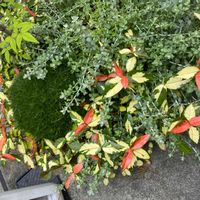 サギナ,名前を教えての画像