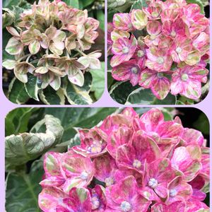 富貴蘭,鉢植え,繋がりに感謝✨,ＧＳだヨ！全員集合,復興を祈るの画像