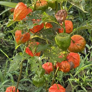 ホオズキ,多年草,ナス科,庭の画像