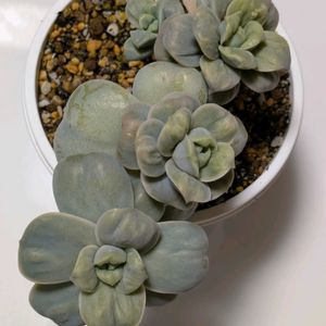 寄せ植え,多肉植物,葉挿し,リメ缶,多肉寄せ植えの画像