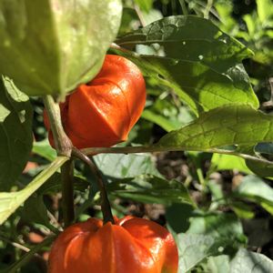 ホオズキ,赤い実,ナス科,今日のお花,薬用植物の画像