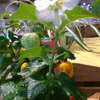 ホオズキ,ホオズキ,ホオズキ,白茄子、,花言葉の画像