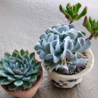 ゴーラム,トップシータービー,ペルシダ,トップスプレンダー,多肉植物の画像